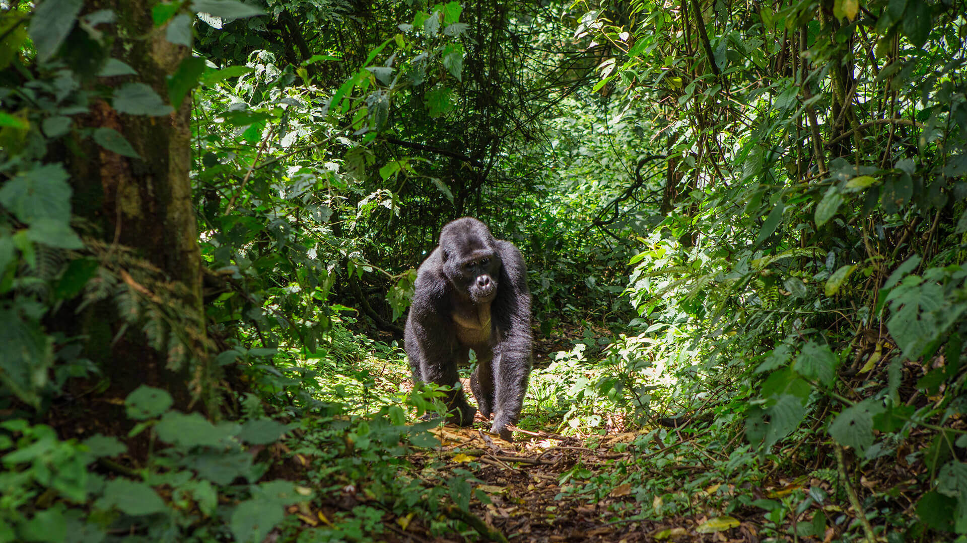 Uganda
